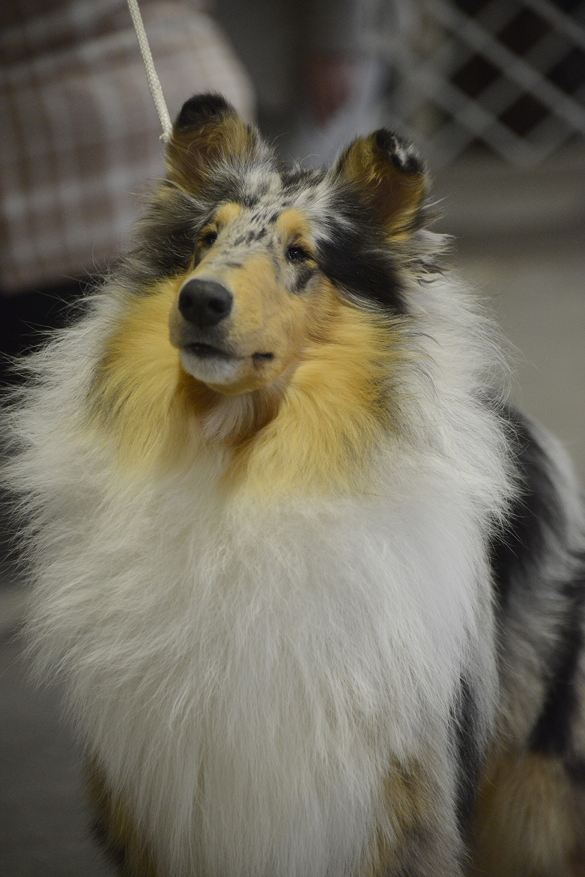 _RDP7440.JPG
